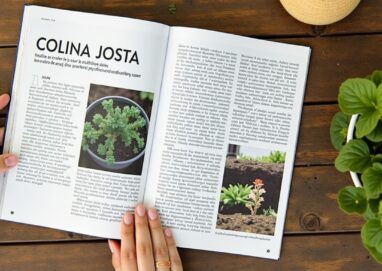 Colina Josta : Guide complet sur la culture, les vertus et astuces de jardinage